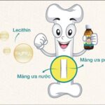 Canxi sinh học được sản xuất từ các phân tử Ca3(PO4)2