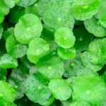 Chiết xuất rau má là thành phần tự nhiên được tinh chế từ cây rau má