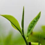 Chiết xuất trà xanh được chưng cất từ trà xanh nguyên chất