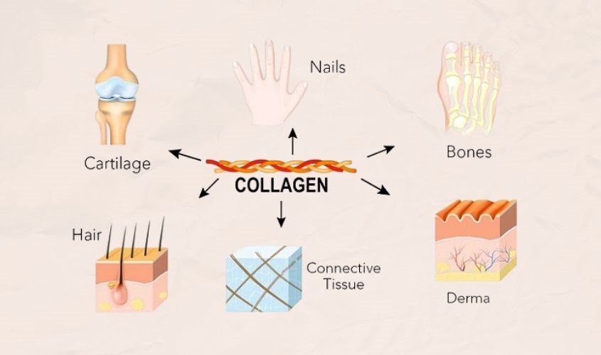 4 loại collagen chính có nhiều trong da, xương, mô,...
