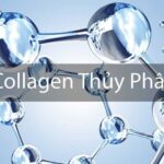 Khái niệm collagen peptide