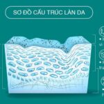 Sơ đồ cấu trúc làn da