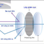 Nguyên lý hoạt động của tròng kính phân cực Polarized