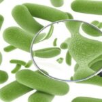 Men vi sinh (hay còn gọi là probiotic) là các vi sinh vật sống tương tự các vi khuẩn có lợi trong cơ thể.