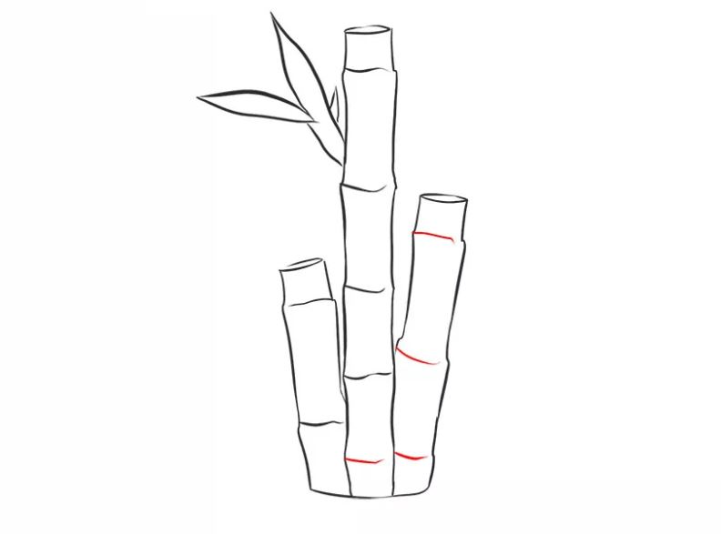 cách vẽ cây tre bước 7