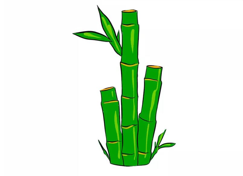cách vẽ cây tre bước 9