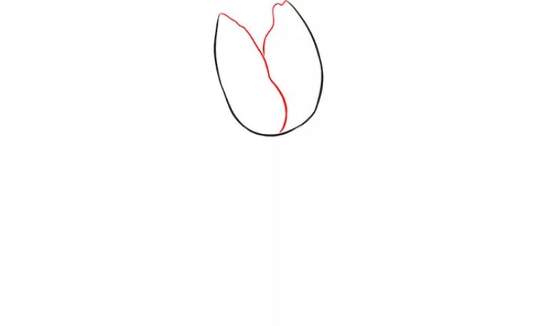 cách vẽ hoa tulip bước 2