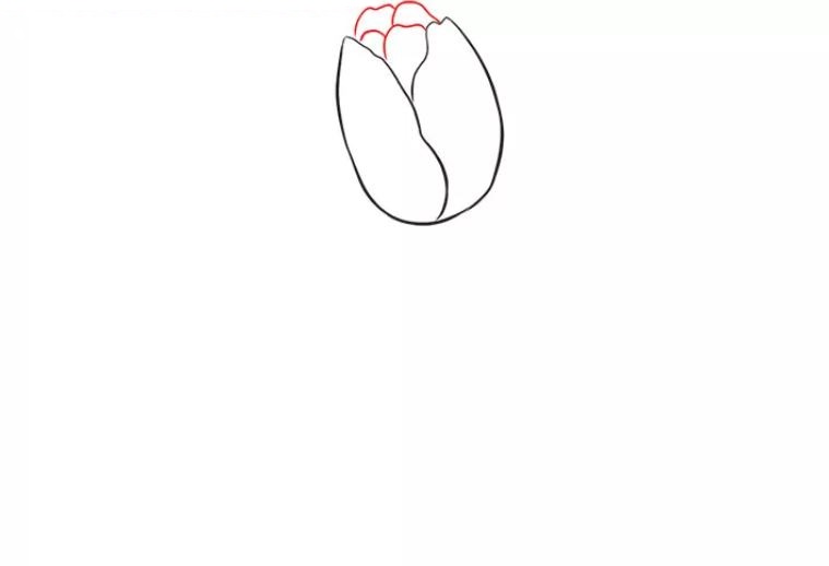 cách vẽ hoa tulip bước 3